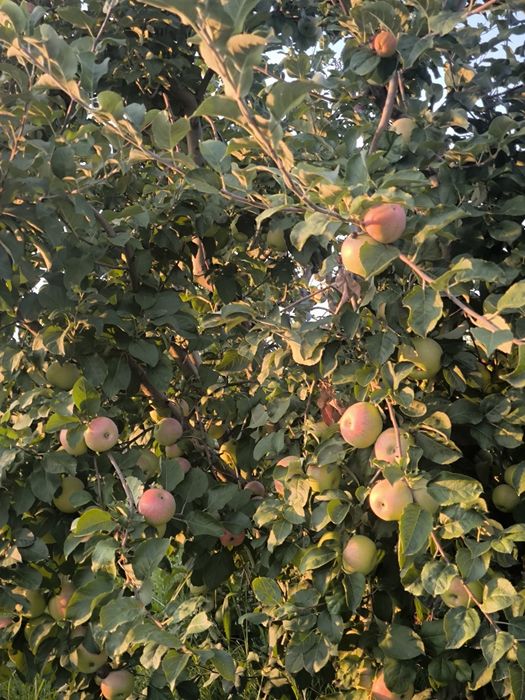 Продам яблоки Апорт Кандиль и Рашида