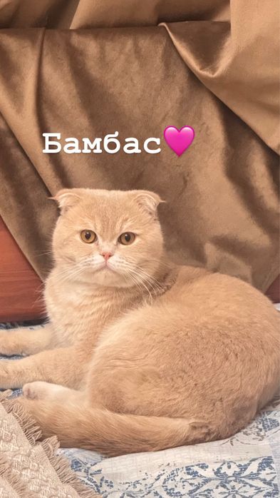 Вязка Scotish fold (мальчик ) 1 год 2 месяца (добрый , дружелюбный)