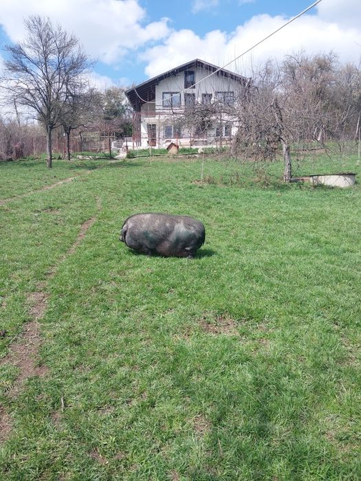 виетнамски прасета