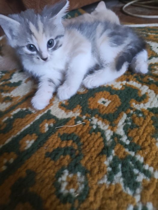 Котята в хорошие руки!