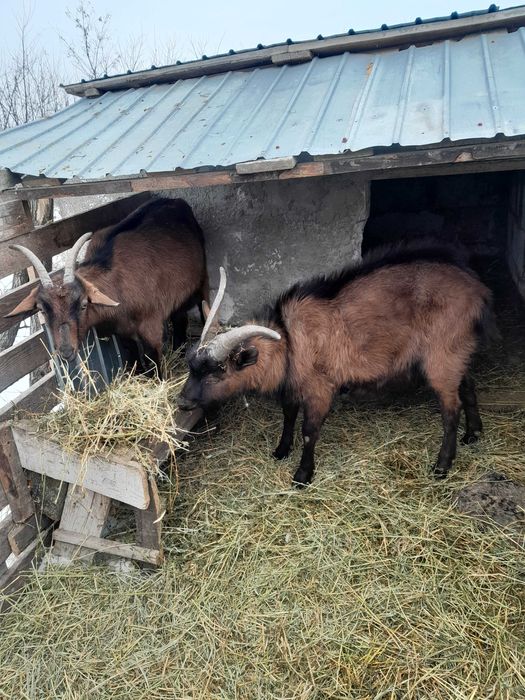 Vand capre rasa alpina