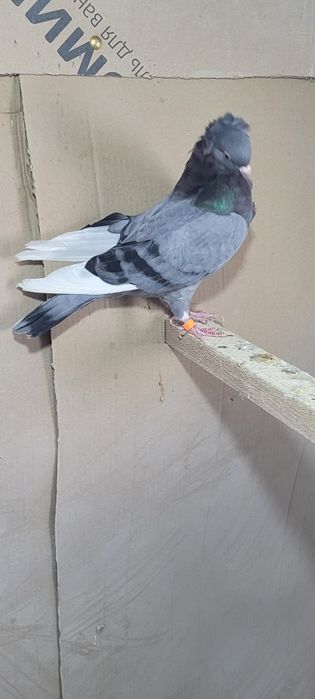 Продам голубей..