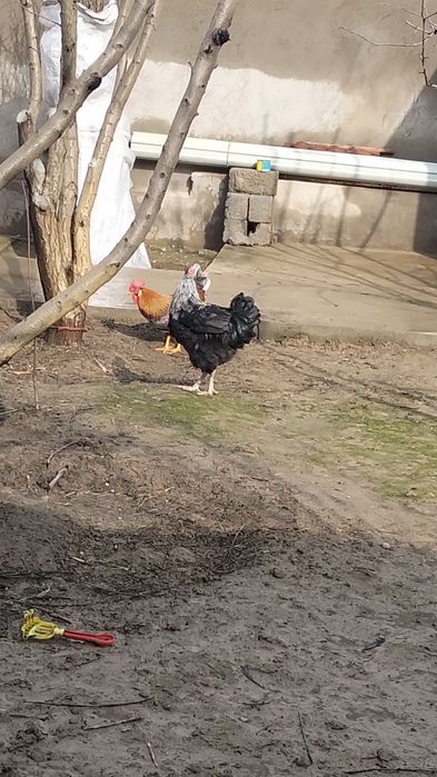 Қораздар сатылады