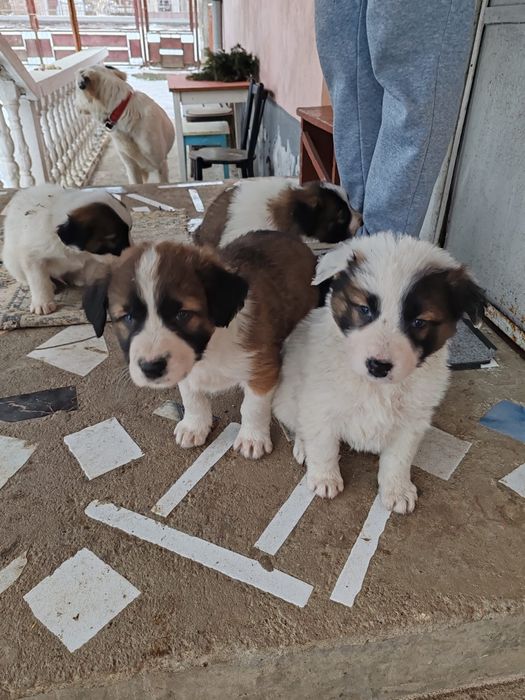 Catelusi de talie mare