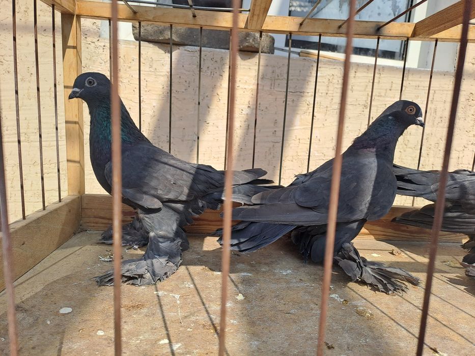 Продам голубей самки