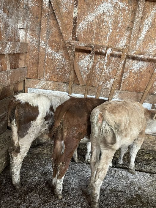 Aduc vitei pe comanda in toata roamnia