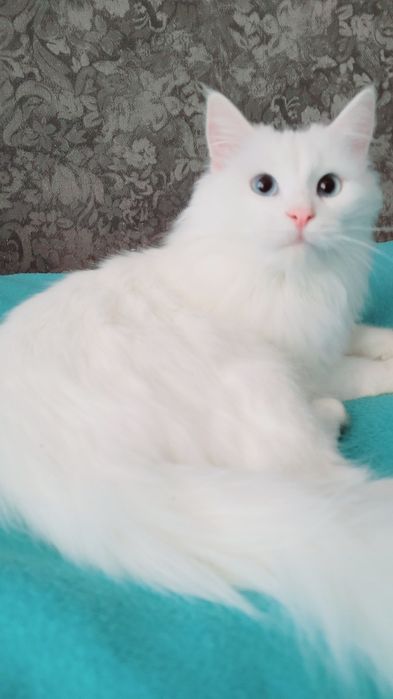 Вязка кот Турецкого Ангора