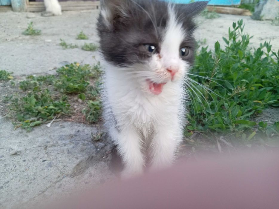 Котёнок в добрые руки