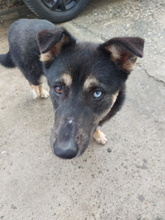 Adoptie caine talie medie