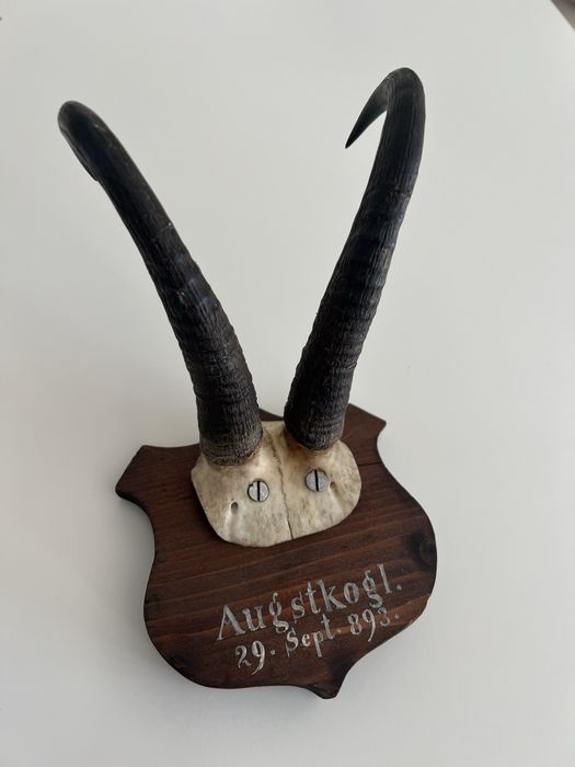 Coarne (craniu) trofeie capra neagra deosebite