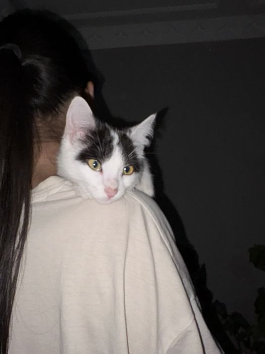 пишик сатылады жаксы багатын адамга