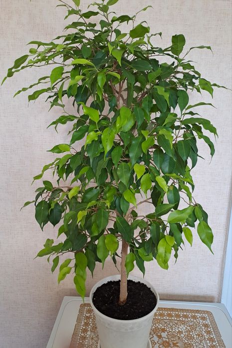 Продам комнатные растения