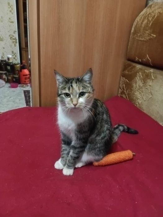 Отдам домашнюю кошку