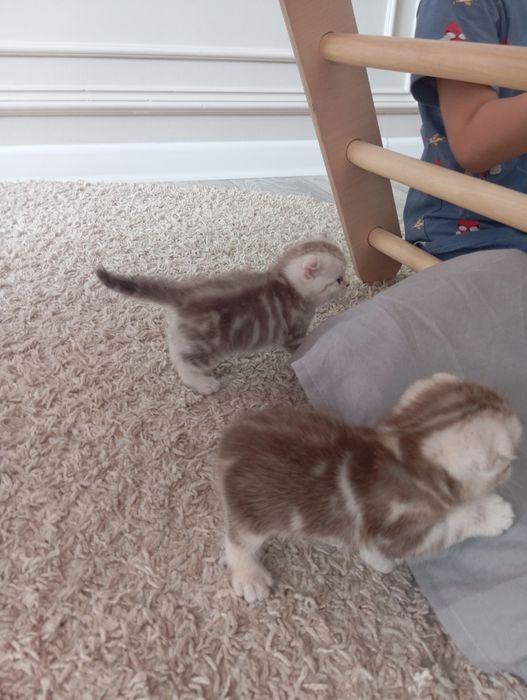 Котята Шотландский Вислоух