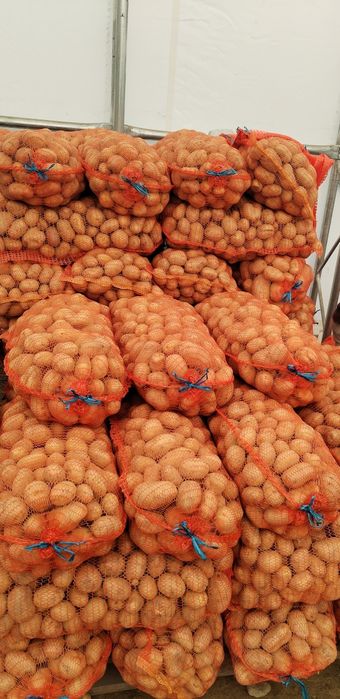 Cartofi de sămânță alb Marabel 1,8 ron/kg