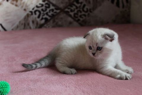Вислоухие Шотландские Фолды