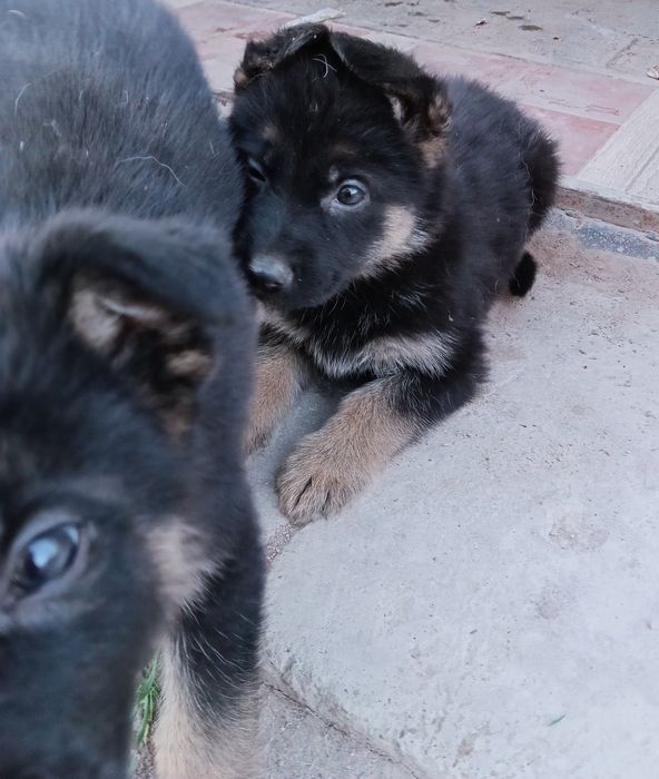Щенки немецкой овчарки