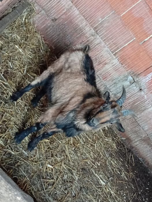 Schimb țap alpin Francez