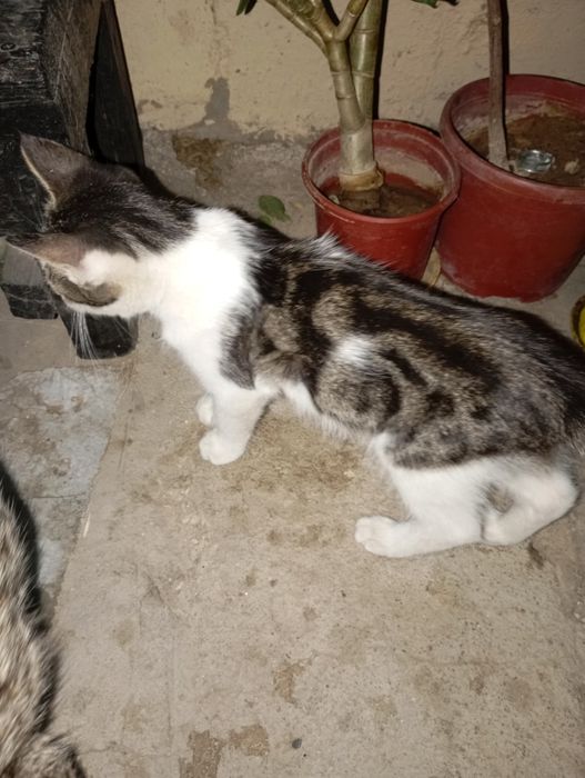 Yaponiyada qaynota kelinini sikibdi