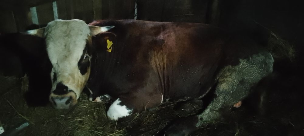 Продам быка возраст 2. Года 5 месяцев