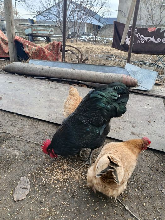 Куры все молодые