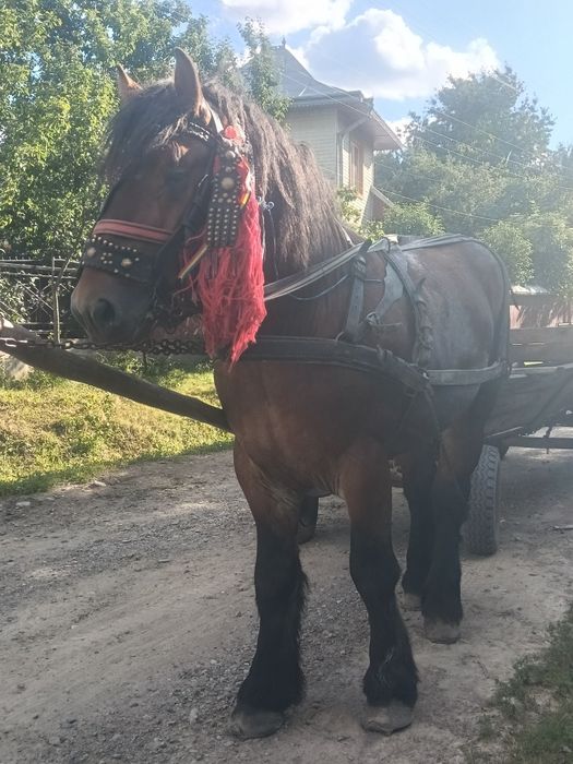 Vand manz de 3 ani