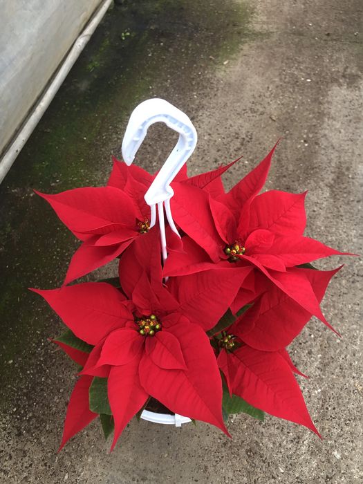 Craciunite/poinsettia la ghiveci