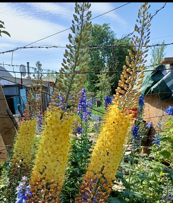 Продам саженцы сирени, эремурус