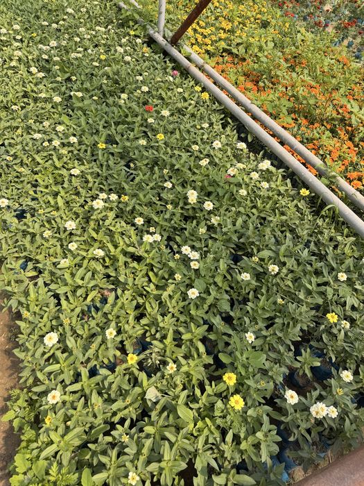 Гуллар Бананза ва Тайгес Шафран Райхонлар