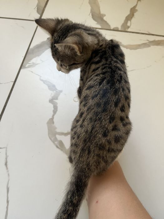 Отдам кота в добрые руки