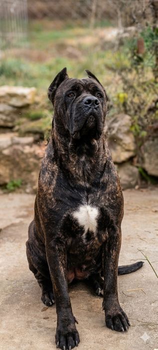 Cane Corso cu pedigree FCI eliberat de Achr