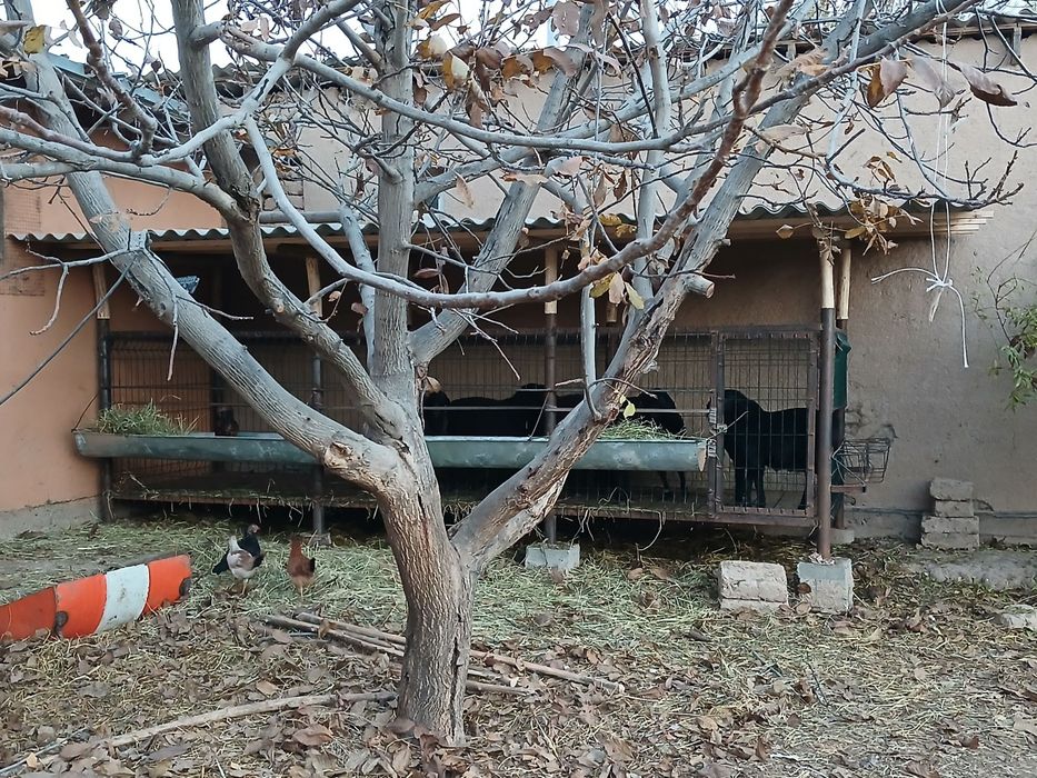 навес куй учун..