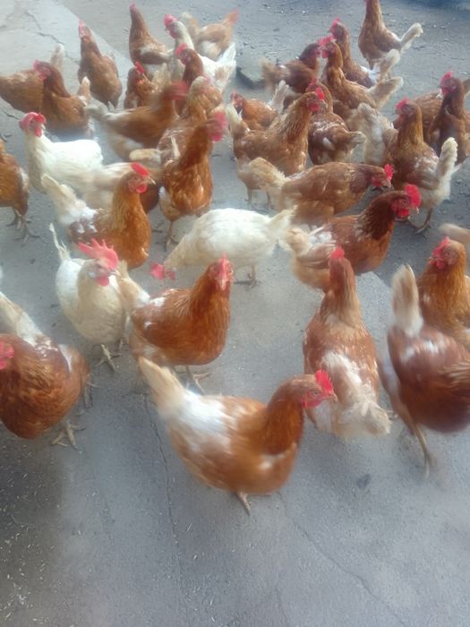 Куры срочна прадается