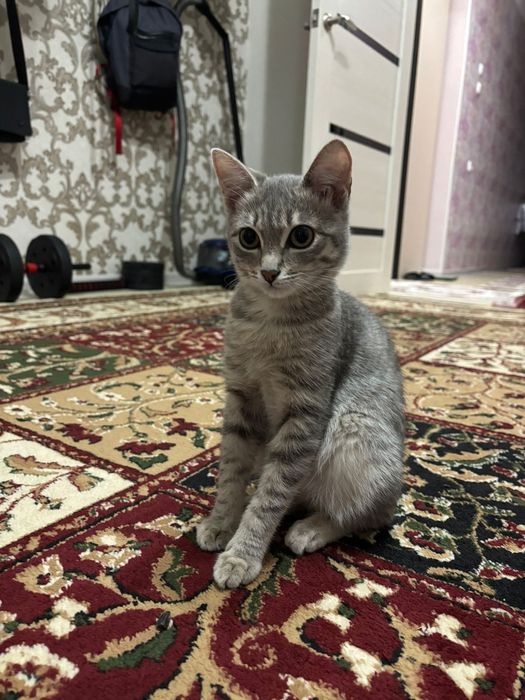 Отдам в  добрые руки