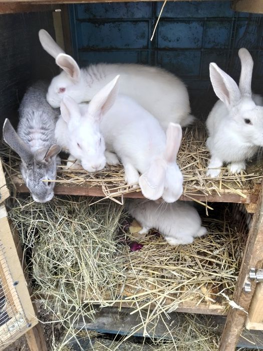Iepuri de diferite vârste de vânzare.
