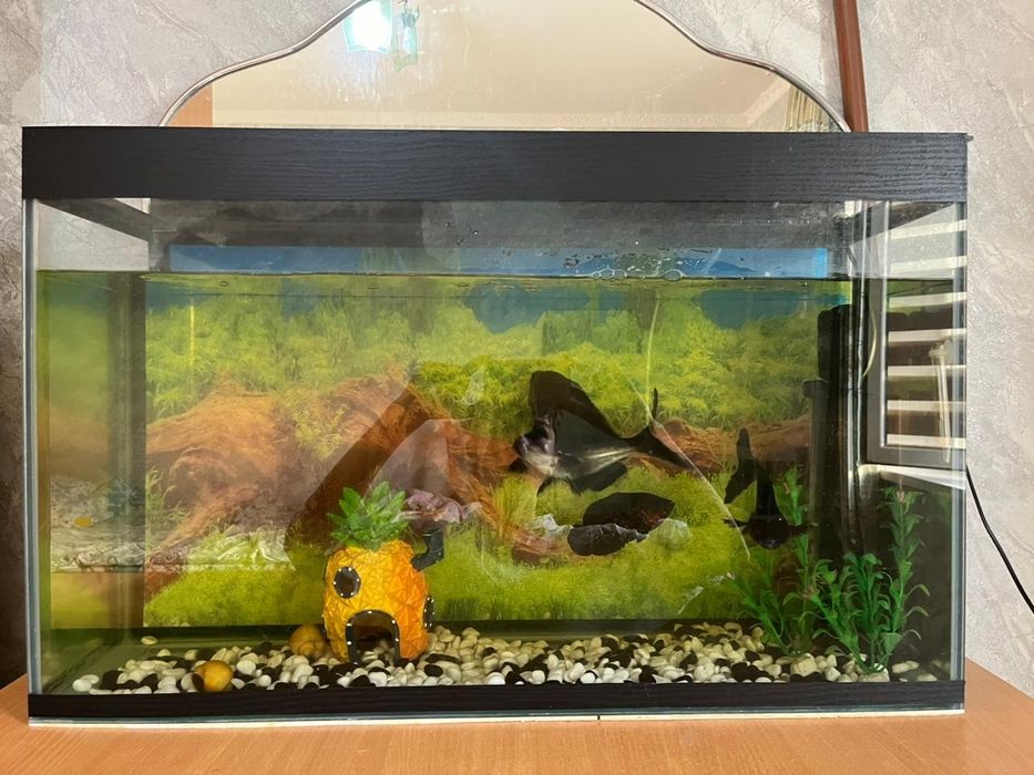 Аквариум на 100 литров