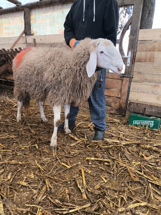 Vând berbec vârsta 2 ani