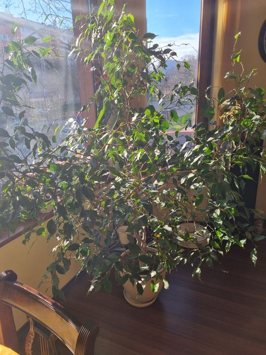 Фикус бенджамин.