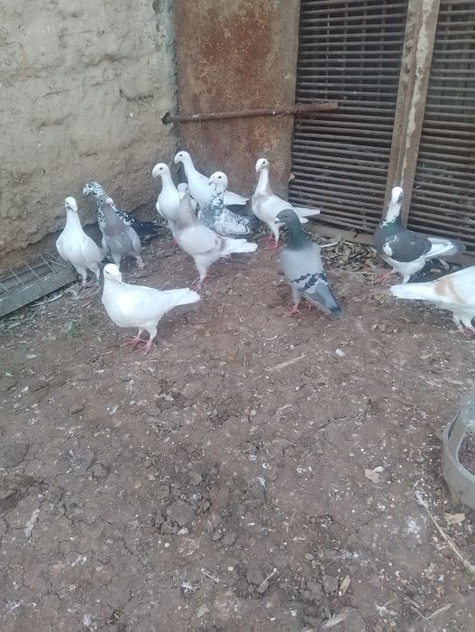 Vand porumbei voiajori germani 6 bucăți albi,preț 50 lei bucata