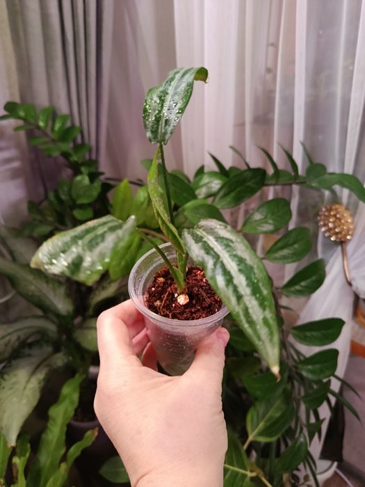 Продам, большой выбор ком растений.