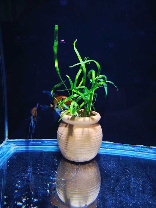 Akvarium baliqlar,filtrlar, korm hammasi arzon narxlarda AquaGear