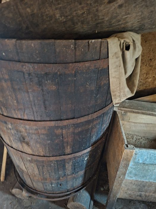 Vând putini/brădoi diferite categorii si greutate de stejar sanatoase cei interesati sa sune!! Nu deranjati inutil 0771616567 raspund si pe whatsapp