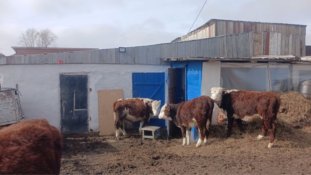 Продам годовалых бычков/ бұқалар сатылады