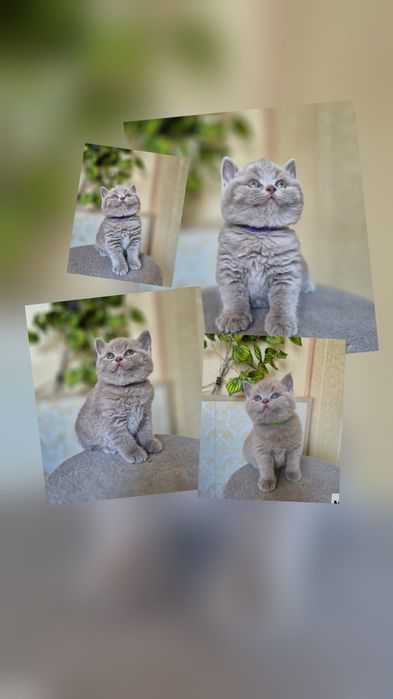 Продаётся  британский котенок