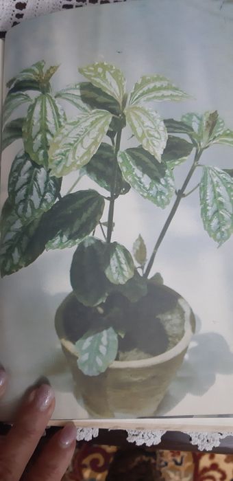 Книга для любителей комнатных цветов.