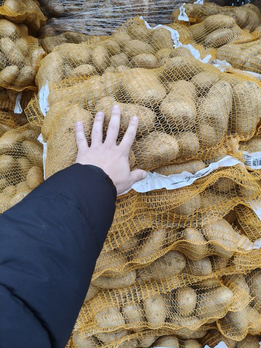 Cartofi alb calibru 75+