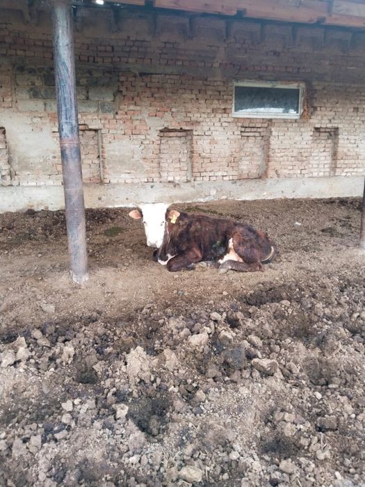 Продам годовалых бычков