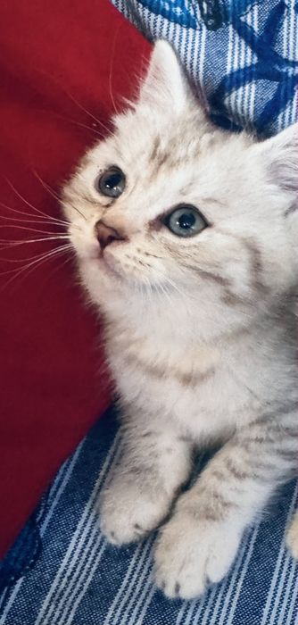 British longhair