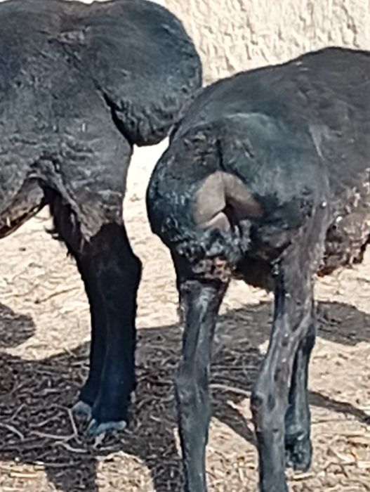 Семыз кошкарлар бар