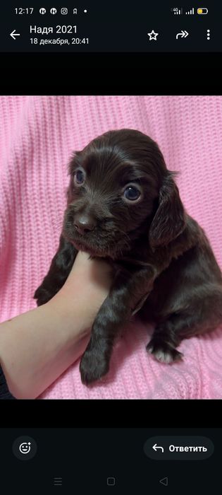 Щенки спаниеля Бронирование